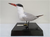 藏品(裏海燕鷗)的圖片